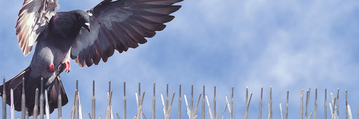 disinfection_1200x400